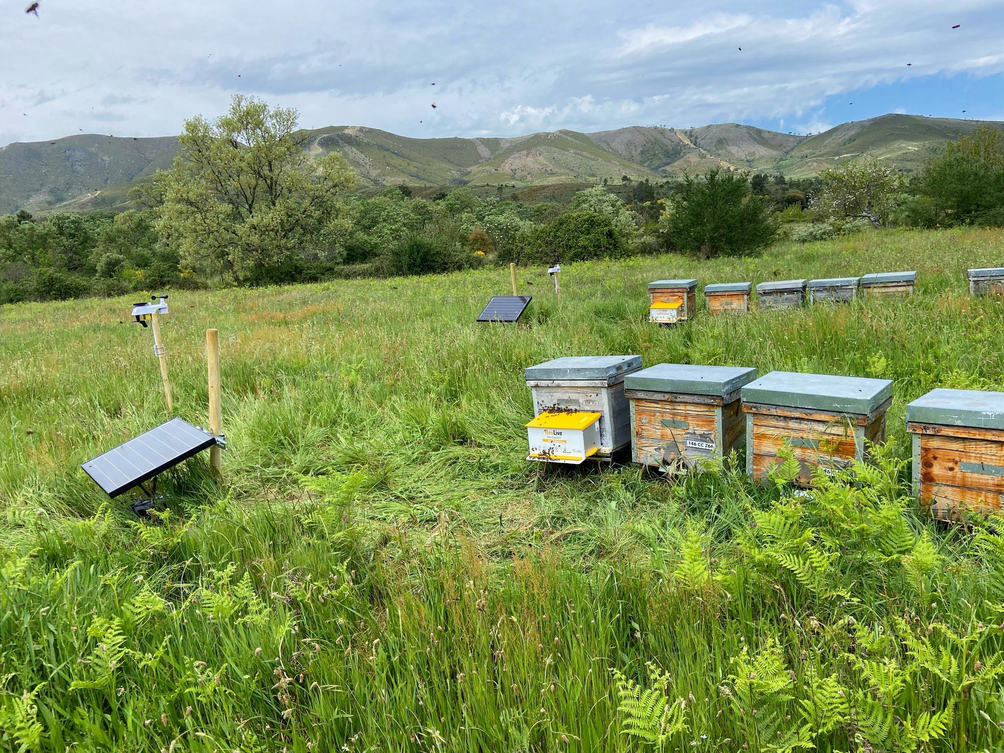 Colmenas inteligentes Colmenas inteligentes